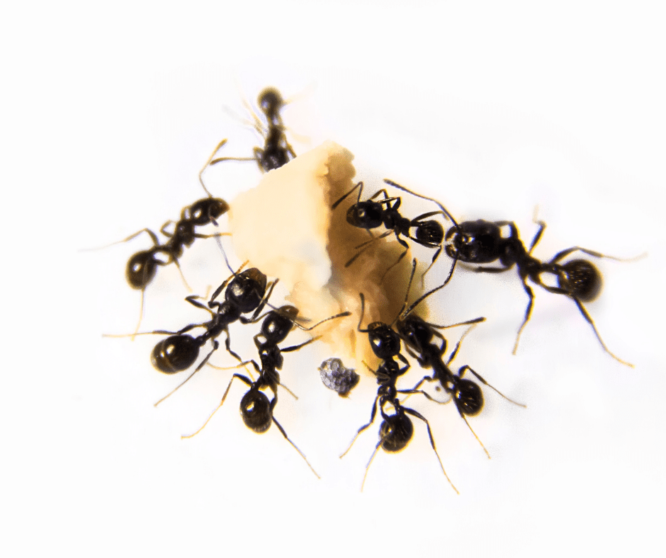 Ants feeding