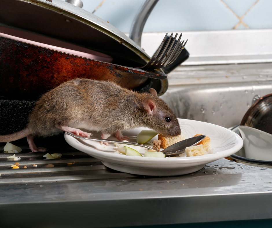 rat on plate